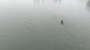 Bir karabatak gölde balık avlıyor.