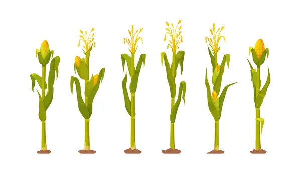 Vector Illustration Farmland Ripe Corn Plants Corn Harvest Row Corn — Stock Vector