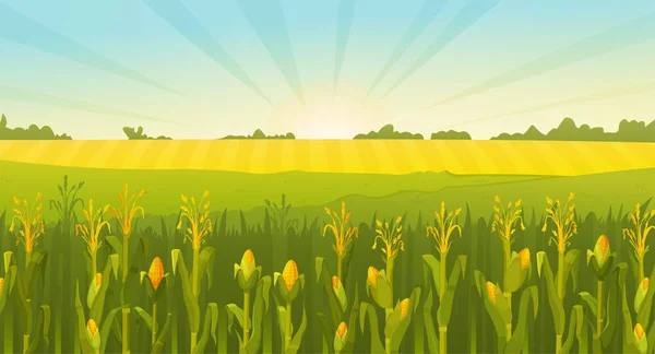Vector Illustration Summer Field Field Corn Beautiful Landscape Rural Nature — Stock Vector