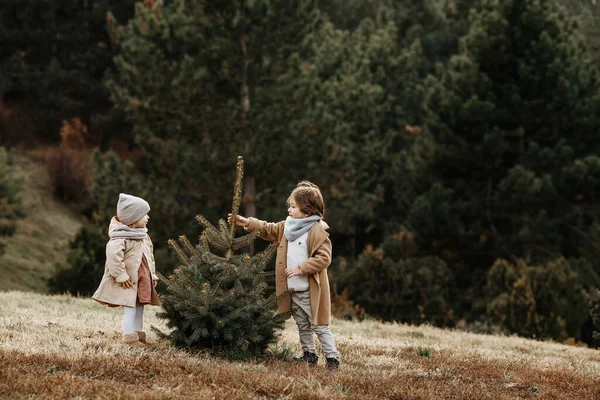 Fille Garçon Tenant Petit Sapin Pour Noël Dans Une Forêt — Photo