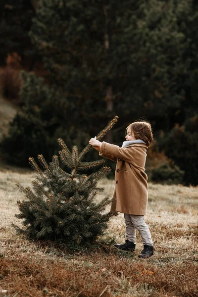 森の中で小さなクリスマスツリーを引き出す小さな男の子 — ストック写真