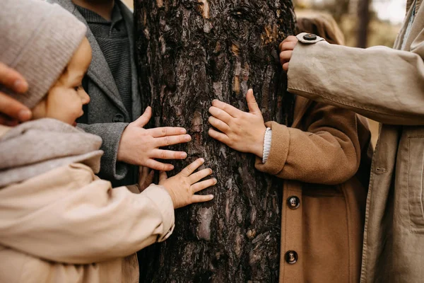 Närbild Barn Som Rör Vid Ett Träd Skog Höstdagen — Stockfoto