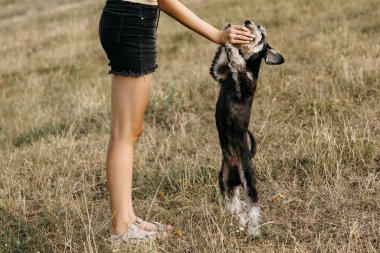 Parkta köpek eğiten bir kadın. Minyatür bir schnauzer..