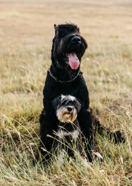Büyük siyah dev bir schnauzer ve tarlada oturan küçük minyatür bir schnauzer köpeği..