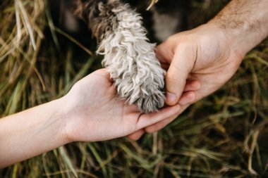 Minyatür bir schnauzer safkan köpeğe pençe atarken..