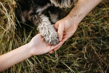 Minyatür bir schnauzer safkan köpeğe pençe atarken..