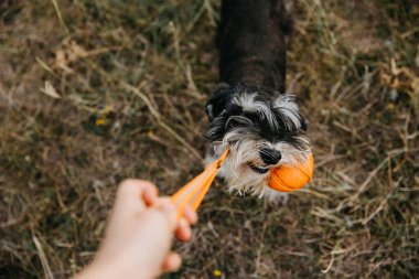 Minyatür schnauzer safkan köpek dışarıda turuncu bir topla oynuyor..