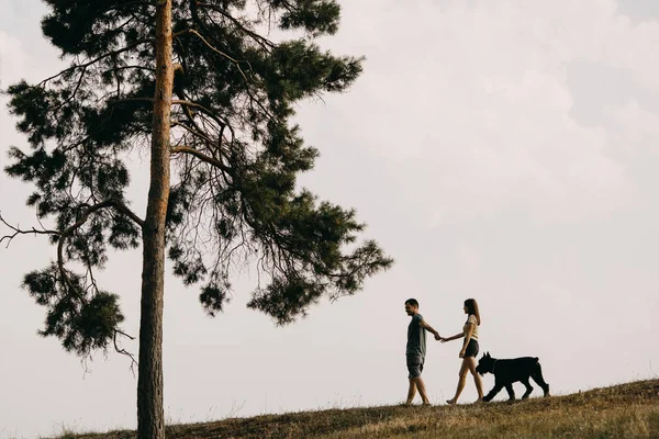 Young Couple Man Woman Walking Field Giant Schnauzer Purebred Dog — Stock Photo, Image