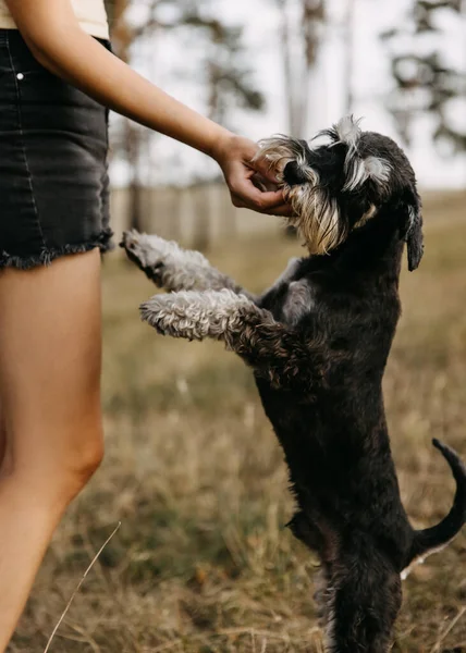 Primer Plano Una Mujer Entrenando Perro Schnauzer Miniatura Dando Regalo —  Fotos de Stock