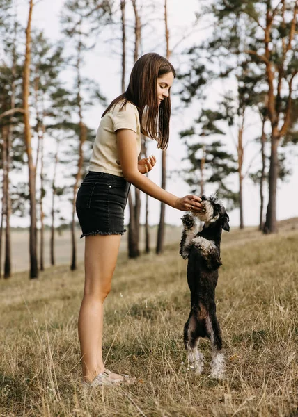 Junge Frau Trainiert Hund Park Zwergschnauzer Und Gibt Leckerbissen — Stockfoto