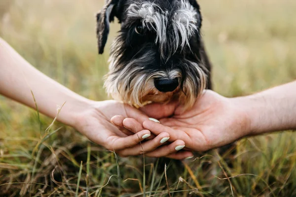 stock image Closeup portrait of a miniature schnauzer purebred dog next to human hands.