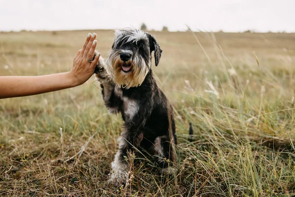 Minyatür Schnauzer Safkan Köpek Beşlik Çakıyor — Stok fotoğraf