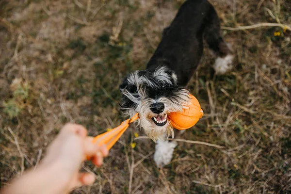 Μινιατούρα Schnauzer Καθαρόαιμο Σκυλί Παίζει Μια Πορτοκαλί Μπάλα Εξωτερικούς Χώρους — Φωτογραφία Αρχείου