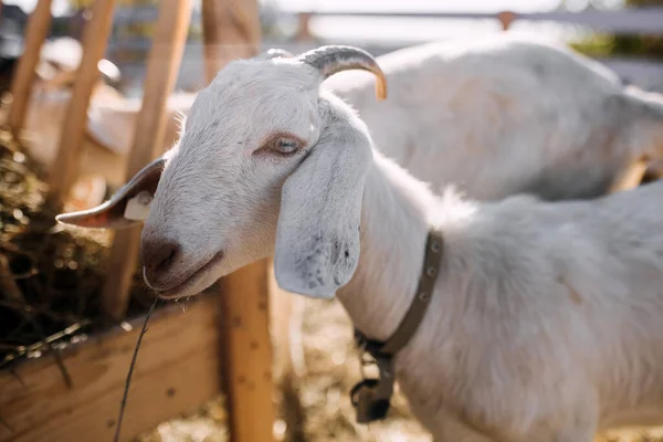 White Goat Eating Hay Feeder Farm Closeup — Stock Photo, Image
