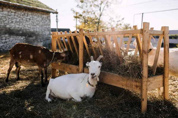 Beyaz Keçi Çiftlikte Bir Yemliğin Yanında Yatıyor — Stok fotoğraf