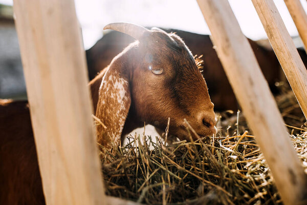 Goat eating hay from a feeder, at a farm, closeup.