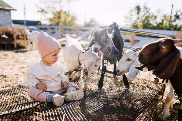 Child at a petting zoo sitting next to goats, outdoors.