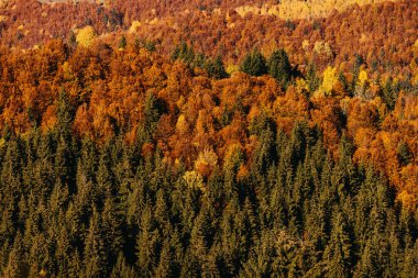 Turuncu ağaçlı dağlarda renkli bir sonbahar ormanı manzarası..