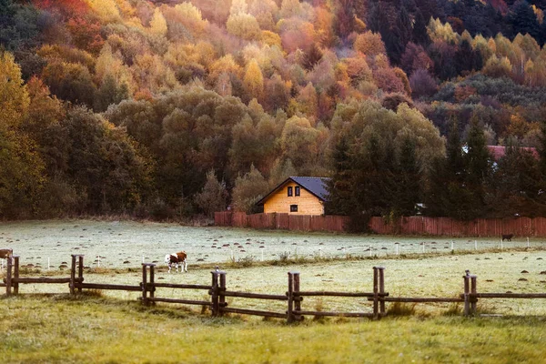 カラフルな秋の背景を持つ丘陵地帯の木造住宅 朝の光の中の農場で牛 — ストック写真