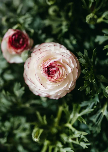 Primo Piano Fiore Ranuncolo Bianco Rosa Che Cresce Giardino — Foto Stock