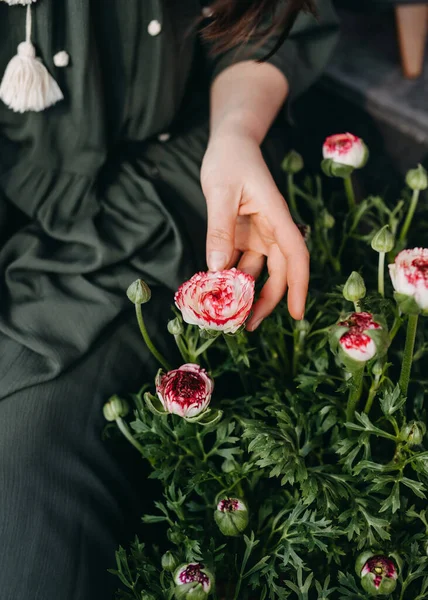 女性の手に触れるランヌクルスの花の閉鎖 — ストック写真