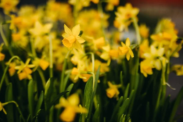 Bahçede Yetişen Sarı Nergis Çiçekleri Sığ Tarlalar — Stok fotoğraf