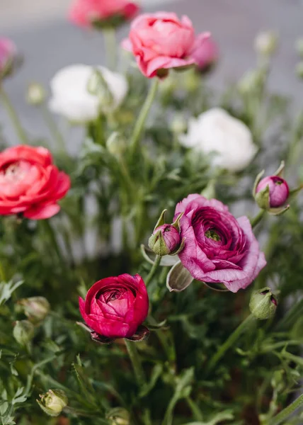 ดอกไม Ranunculus ชมพ และส ขาวท บโตในสวน — ภาพถ่ายสต็อก