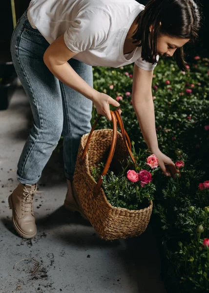 在花店工作的花匠女人摘下粉红色的兰花放在一个大篮子里 — 图库照片