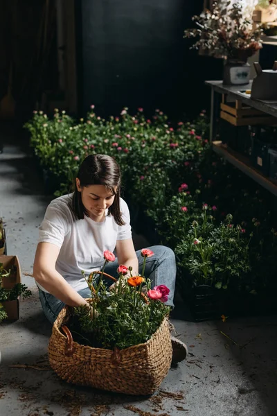 在花店工作的花匠女人照顾着粉红色的兰花 把它们装进一个大篮子里 — 图库照片