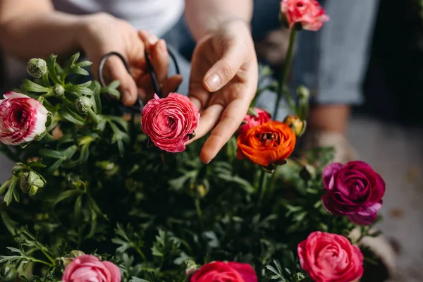 Florist Arbetar Blomsteraffär Kvinna Som Tar Hand Rosa Ranunculus Blommor — Stockfoto