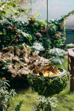 Parkta portakal dilimleri üzerinde tropik büyük kelebekler.