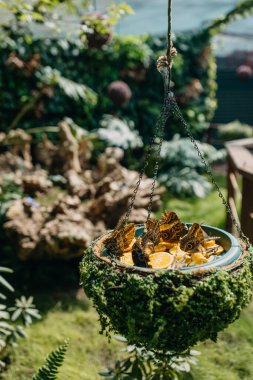 Portakal dilimlerinde tropikal büyük kelebekler.