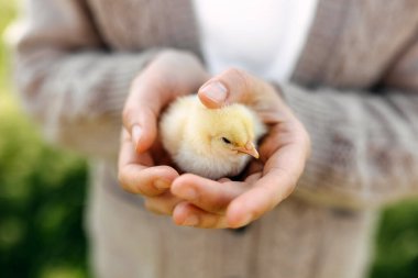 Açık havada, bir kadının ellerinde bir civcivin yakın çekimi..