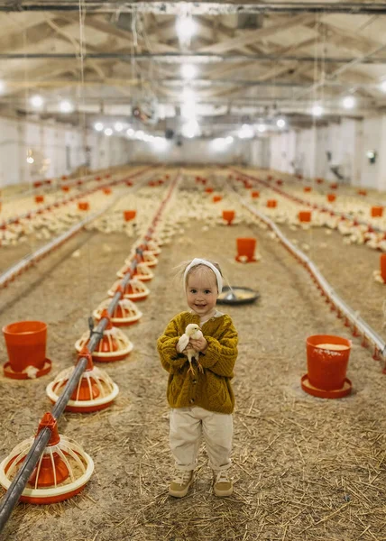 Little Happy Girl Holding Chick Poultry Farm Smiling — Stock Photo, Image