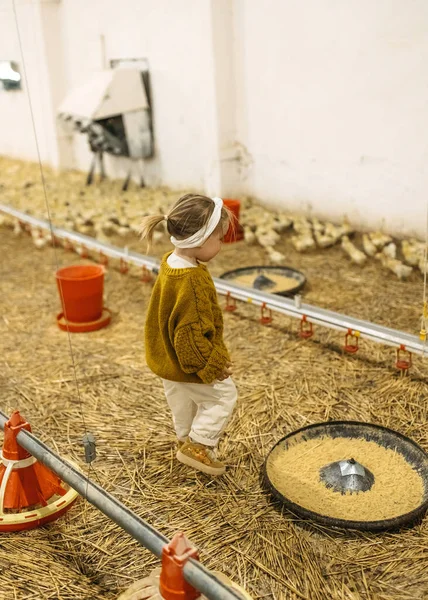 Barn Fjäderfäfarm Omgiven Små Kycklingar Lada — Stockfoto