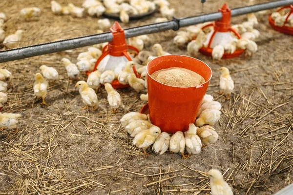 Chicks Eating Grain Poultry Farm — Stock Photo, Image