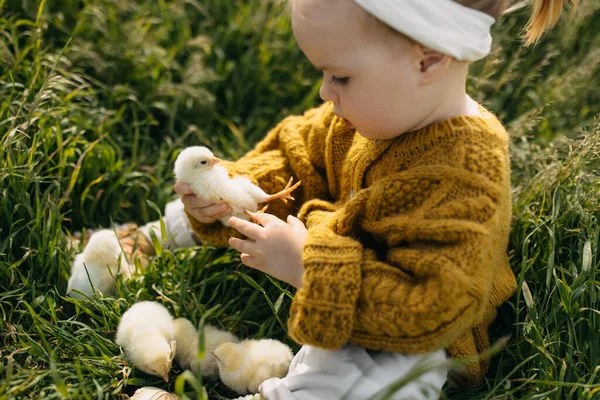 Little Girl Playing Chicks Sitting Field Holding Little Chick Hand — Stock Photo, Image