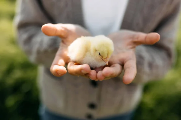 stock image Closeup of a chick in woman's palms, outdoors.