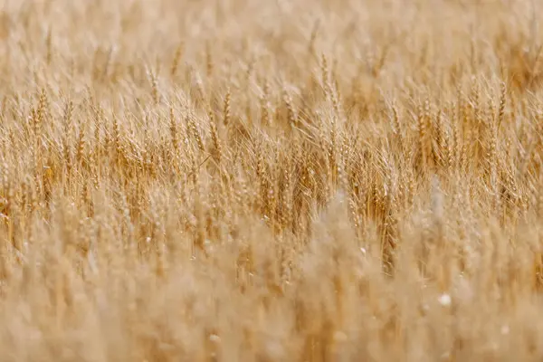 endless golden wheat field in summer
