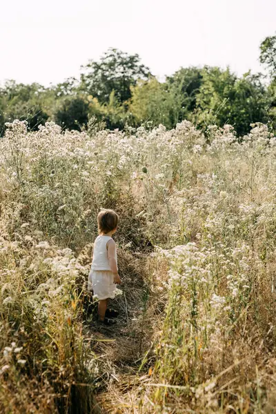 背の高い草の野原で一人で歩いている小さな女の子 — ストック写真