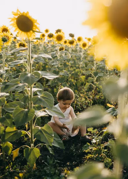 Little girl playing with soil, sitting in a sunflower field.