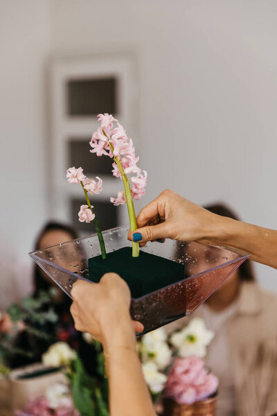 Hands Carefully Inserting Pink Hyacinth Stems Foam Block Clear Vase Stock Photo