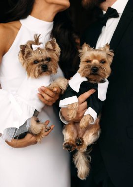 Bir düğün çifti, gelin ve damat gibi giyinmiş iki Yorkshire Teriyeri tutuyor. Köpekler beyaz bir elbise ve siyah bir smokin giyer.. 