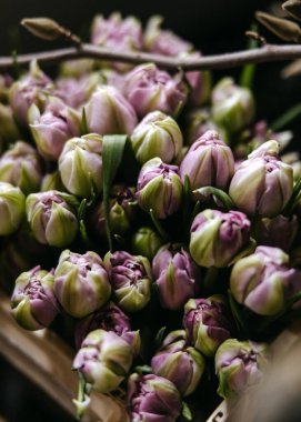 Soluk mor lalelerden oluşan bir buketin yakın plan görüntüsü