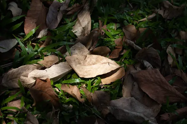 Sušené Hnědé Listy Podzim Zima Blíží — Stock fotografie