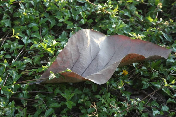 Sušené Hnědé Listy Podzim Zima Blíží — Stock fotografie