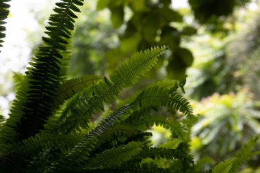 An Abstract Composition from details in Texture and Pattern of the green leaves