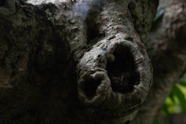 Ağaç kabuğunun yüzeyinden soyut bir form