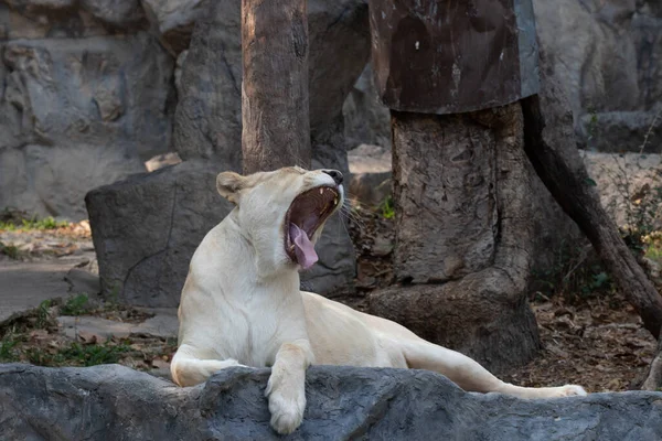 Sleepy Lioness Позіхання Після Важкого Обіду — стокове фото