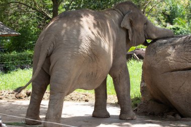 Mutlu Fil Gülümsüyor
